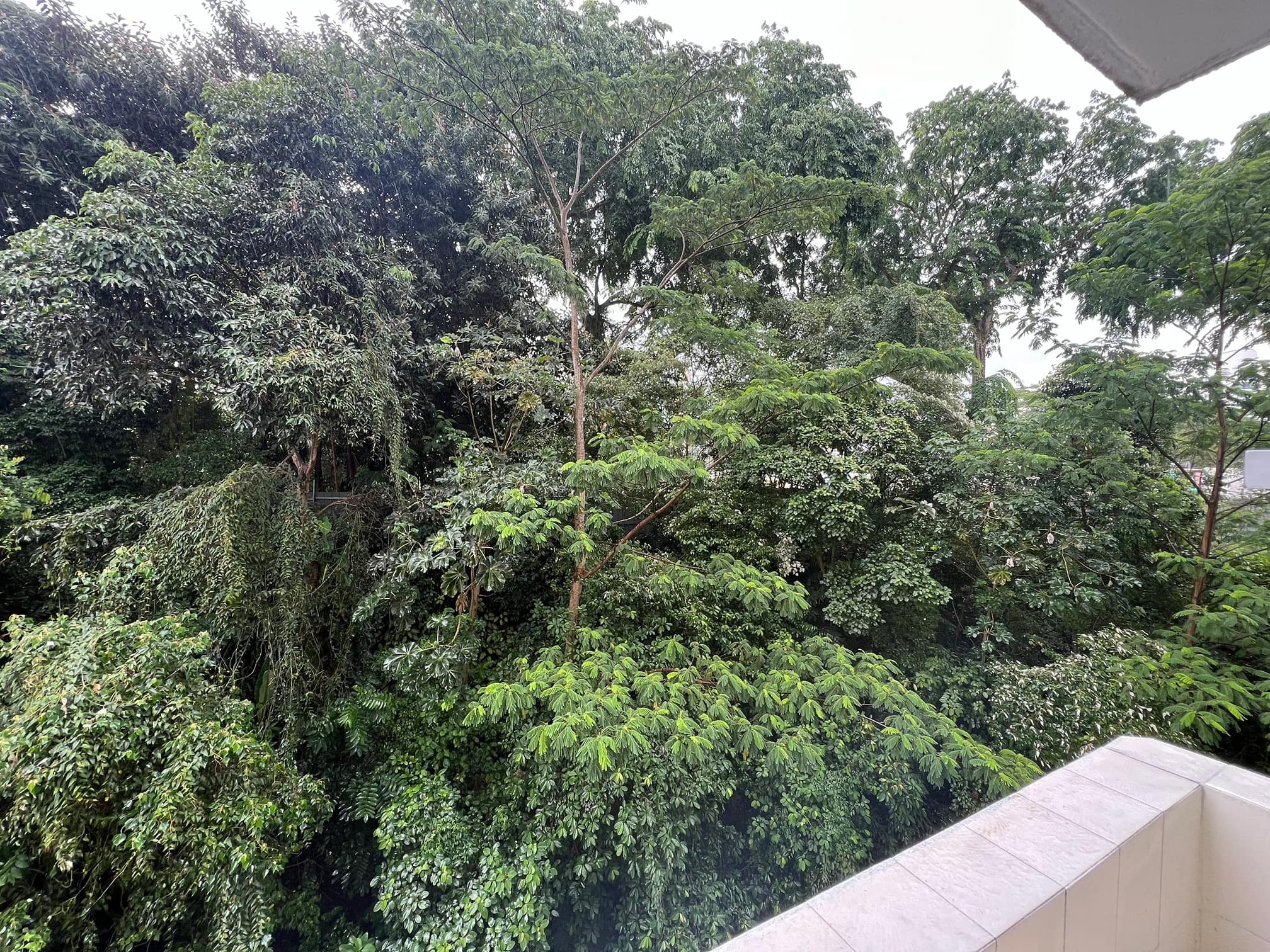 Pine Grove - 普通房 4